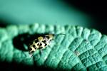 Spotted Cucumber Beetle, Close-up, OEEV01P14_14