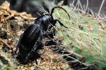 Cactus Longhorn Beetle, (Moneilema gigas), Cerambycidae, Lamiinae, OEEV01P14_18
