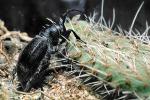 Cactus Longhorn Beetle, (Moneilema gigas), Cerambycidae, Lamiinae, OEEV01P14_19