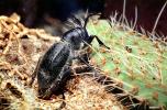 Cactus Longhorn Beetle, (Moneilema gigas), Cerambycidae, Lamiinae, OEEV01P15_01