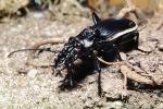 Anthia Beetle (Anthia thoracica), OEEV01P15_03