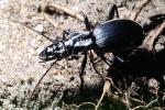 Anthia Beetle (Anthia thoracica), OEEV01P15_04