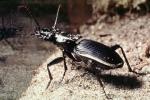 Anthia Beetle (Anthia thoracica)
