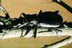 Anthia Beetle (Anthia thoracica), OEEV01P15_06