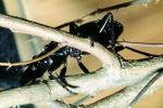Anthia Beetle (Anthia thoracica), OEEV01P15_08