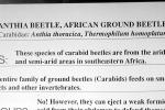 Anthia Beetle (Anthia thoracica), OEEV01P15_10