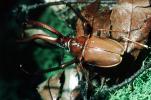 Atlas Beetle, horns, horned