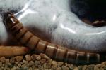 MealWorms, (Tenebrio molitor), meal worms, Tenebrionidae, Tenebrio, OEEV02P01_07