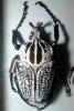 African Goliath Beetle, (Goliathus orientalus), Scarabaeidae, Cetoniinae, OEEV02P01_10