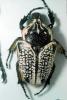 African Goliath Beetle, (Goliathus orientalus), Scarabaeidae, Cetoniinae, OEEV02P01_11