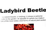 Ladybug, Ladybird Beetle, OEEV02P01_15