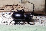 Cactus Longhorn Beetle, (Moneilema gigas), Cerambycidae, Lamiinae, OEEV02P01_17