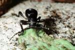 Cactus Longhorn Beetle, (Moneilema gigas), Cerambycidae, Lamiinae, OEEV02P01_18