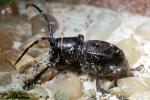 Cactus Longhorn Beetle, (Moneilema gigas), Cerambycidae, Lamiinae, OEEV02P02_01