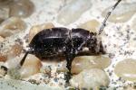 Cactus Longhorn Beetle, (Moneilema gigas), Cerambycidae, Lamiinae, OEEV02P02_02