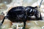 Cactus Longhorn Beetle, (Moneilema gigas), Cerambycidae, Lamiinae, OEEV02P02_03