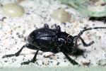 Cactus Longhorn Beetle, (Moneilema gigas), Cerambycidae, Lamiinae, OEEV02P02_04