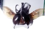 2 Horn Rhino Beetle, male, wings, OEEV02P02_06