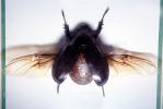 2 Horn Rhino Beetle, female, wings, OEEV02P02_07