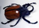 Rhinoceros Beetle (Eupatorus gracilicornis), Scarabaeidae, Dynastinae, OEEV02P02_08