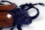 Rhinoceros Beetle (Eupatorus gracilicornis), Scarabaeidae, Dynastinae, OEEV02P02_08B