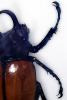 Rhinoceros Beetle (Eupatorus gracilicornis), Scarabaeidae, Dynastinae