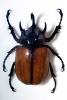 Rhinoceros Beetle (Eupatorus gracilicornis), Scarabaeidae, Dynastinae