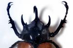Rhinoceros Beetle (Eupatorus gracilicornis), Scarabaeidae, Dynastinae, OEEV02P02_10B