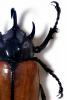 Rhinoceros Beetle (Eupatorus gracilicornis), Scarabaeidae, Dynastinae, OEEV02P02_10C