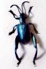 Sagra Beetles, OEEV02P02_11