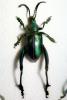 Sagra Beetles, OEEV02P02_12