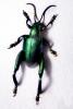 Sagra Beetles, OEEV02P02_13