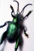 Sagra Beetles