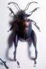 Sagra Beetles