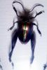 Sagra Beetles, OEEV02P02_16