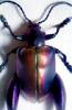 Sagra Beetles, OEEV02P02_17