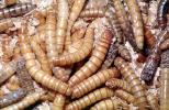 MealWorms, (Tenebrio molitor), meal worms, Tenebrionidae, Tenebrio, OEEV02P03_03
