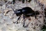 Cactus Longhorn Beetle, (Moneilema gigas), Cerambycidae, Lamiinae, OEEV02P03_07