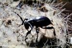 Cactus Longhorn Beetle, (Moneilema gigas), Cerambycidae, Lamiinae, OEEV02P03_08