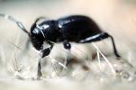 Cactus Longhorn Beetle, (Moneilema gigas), Cerambycidae, Lamiinae, OEEV02P03_09