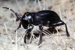 Cactus Longhorn Beetle, (Moneilema gigas), Cerambycidae, Lamiinae, OEEV02P03_10