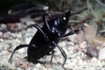 Cactus Longhorn Beetle, (Moneilema gigas), Cerambycidae, Lamiinae, OEEV02P03_11