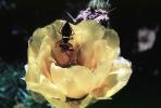Beetle, Cactus Flower