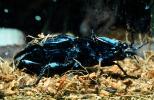 Majestic Click Beetle, (Chalcolepidius lacordairei), Elateroidea, Elateridae