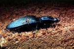Majestic Click Beetle, (Chalcolepidius lacordairei), Elateroidea, Elateridae, OEEV02P04_06