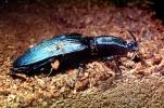 Majestic Click Beetle, (Chalcolepidius lacordairei), Elateroidea, Elateridae, OEEV02P04_07