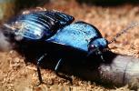 Majestic Click Beetle, (Chalcolepidius lacordairei), Elateroidea, Elateridae, OEEV02P04_09