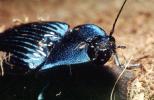 Majestic Click Beetle, (Chalcolepidius lacordairei), Elateroidea, Elateridae, OEEV02P04_10