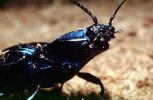 Majestic Click Beetle, (Chalcolepidius lacordairei), Elateroidea, Elateridae