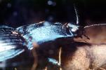 Majestic Click Beetle, (Chalcolepidius lacordairei), Elateroidea, Elateridae, OEEV02P04_12